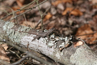 Sceloporus undulatus