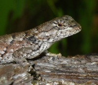 Sceloporus undulatus