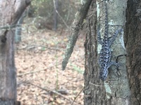 Sceloporus undulatus