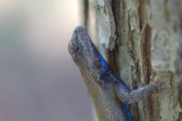 Sceloporus undulatus
