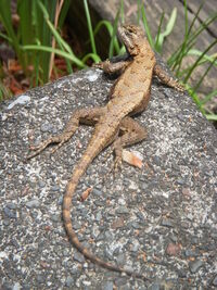 Sceloporus undulatus