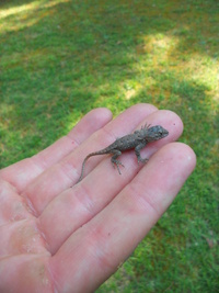 Sceloporus undulatus