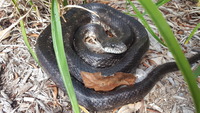Pantherophis alleghaniensis-quadrivittatus