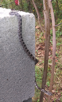 Pantherophis alleghaniensis-quadrivittatus