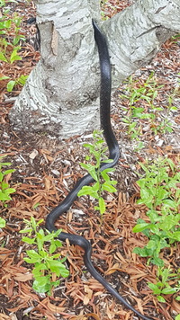 Pantherophis alleghaniensis-quadrivittatus