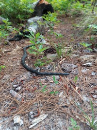 Pantherophis alleghaniensis-quadrivittatus