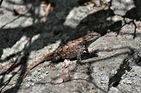 Sceloporus undulatus