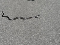 Pantherophis alleghaniensis-quadrivittatus