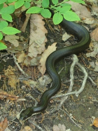 Pantherophis alleghaniensis-quadrivittatus