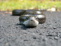 Pantherophis alleghaniensis-quadrivittatus