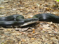 Pantherophis alleghaniensis-quadrivittatus