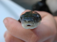 Pantherophis alleghaniensis-quadrivittatus