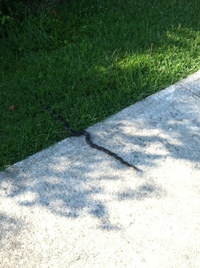 Pantherophis alleghaniensis-quadrivittatus