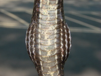 Pantherophis alleghaniensis-quadrivittatus