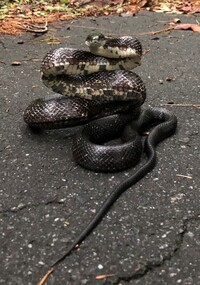 Pantherophis alleghaniensis-quadrivittatus