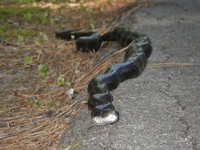 Pantherophis alleghaniensis-quadrivittatus