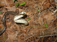 Pantherophis alleghaniensis-quadrivittatus
