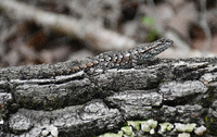 Sceloporus undulatus