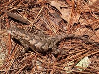 Sceloporus undulatus