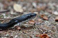Pantherophis alleghaniensis-quadrivittatus