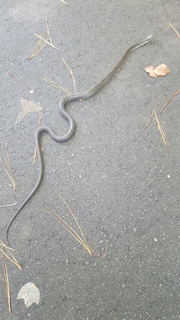Pantherophis alleghaniensis-quadrivittatus