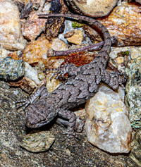 Sceloporus undulatus
