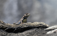 Sceloporus undulatus