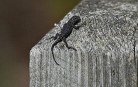 Sceloporus undulatus