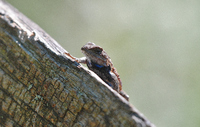 Sceloporus undulatus