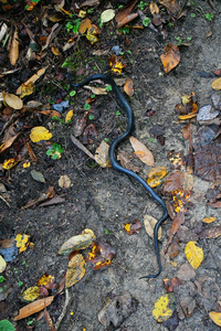 Pantherophis alleghaniensis-quadrivittatus