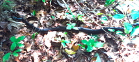 Pantherophis alleghaniensis-quadrivittatus