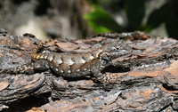 Sceloporus undulatus