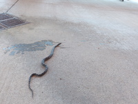 Pantherophis alleghaniensis-quadrivittatus