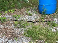 Pantherophis alleghaniensis-quadrivittatus