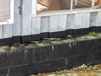 Pantherophis alleghaniensis-quadrivittatus