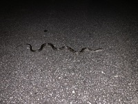 Pantherophis alleghaniensis-quadrivittatus