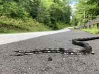 Pantherophis alleghaniensis-quadrivittatus