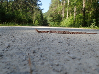 Agkistrodon contortrix