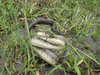 Pantherophis alleghaniensis-quadrivittatus