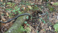 Pantherophis alleghaniensis-quadrivittatus