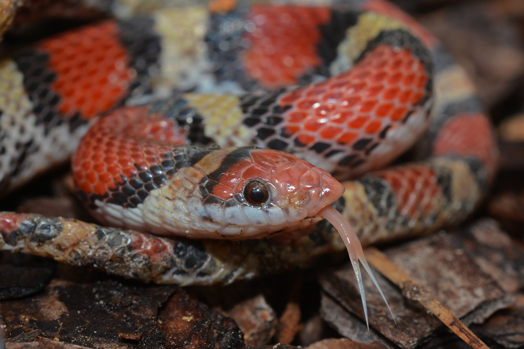 Species Profile: Scarlet Snake (Cemophora coccinea)