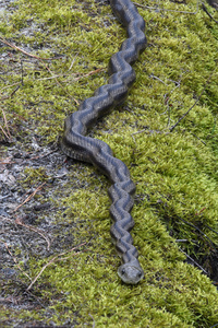 Pantherophis alleghaniensis-quadrivittatus