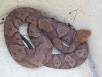 Agkistrodon contortrix