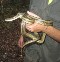 Pantherophis alleghaniensis-quadrivittatus