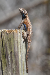 Sceloporus undulatus