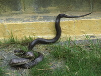 Pantherophis alleghaniensis-quadrivittatus