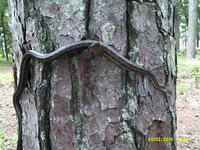 Pantherophis alleghaniensis-quadrivittatus