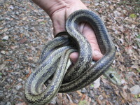 Pantherophis alleghaniensis-quadrivittatus