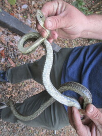 Pantherophis alleghaniensis-quadrivittatus