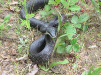 Pantherophis alleghaniensis-quadrivittatus